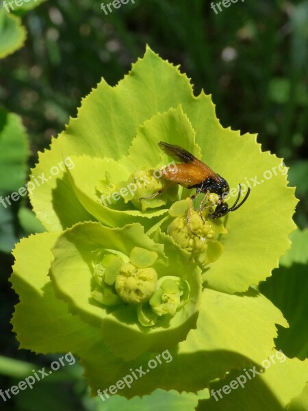 Insect False Bee Libar Flower Detail