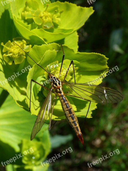 Nephrotoma Quadrifaria Tipúlido Tipulidae Large Mosquito Insect