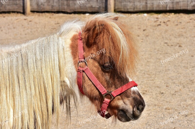 Horse Pony Cute Animal Seahorses