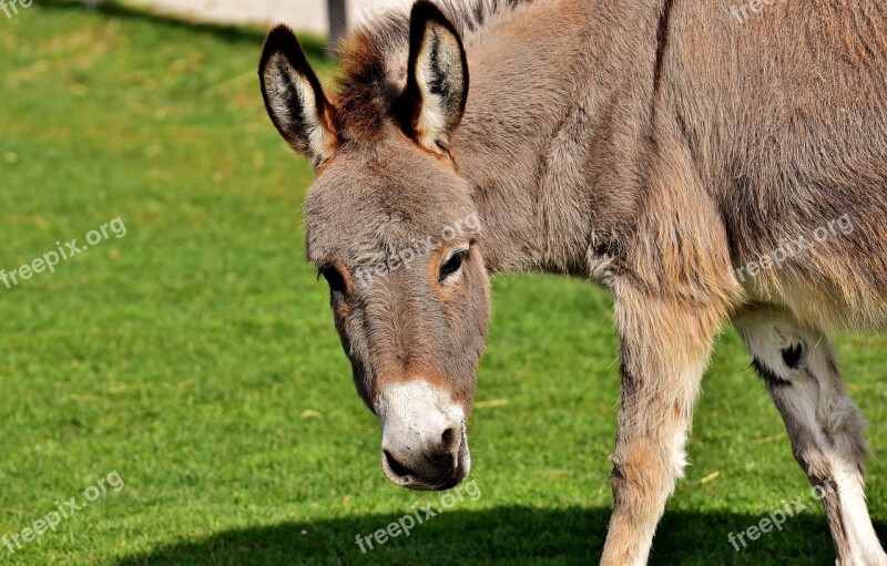 Donkey Animal Nature Rural Meadow