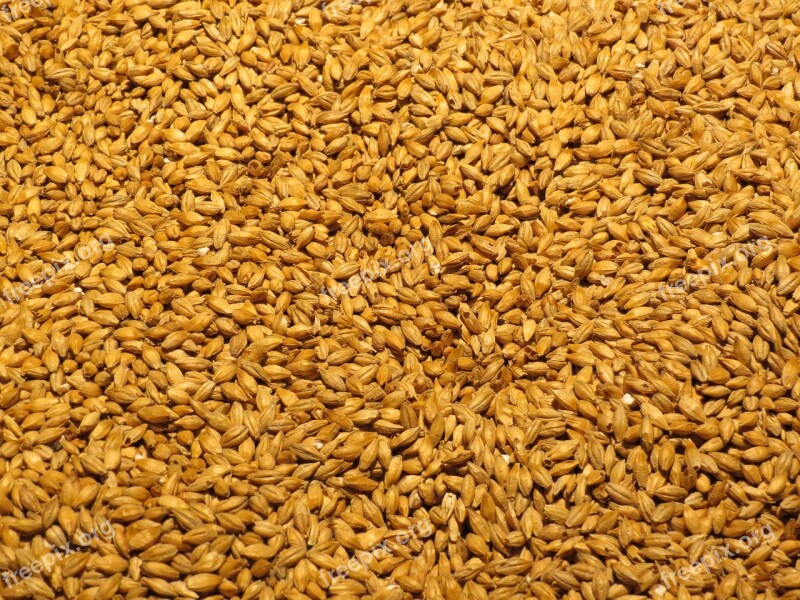 Barley Malt Grain Malted Barley Beer