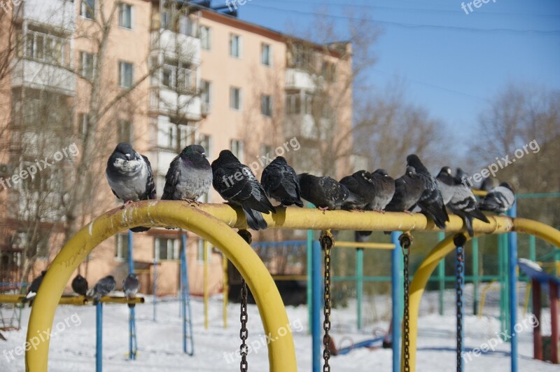 Dove Winter Yard The Urban Landscape Free Photos