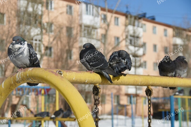 Dove Winter Yard The Urban Landscape Free Photos