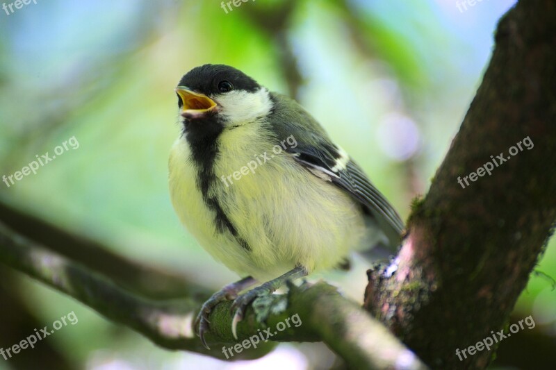 Tit Bird Garden Close Up Small Bird