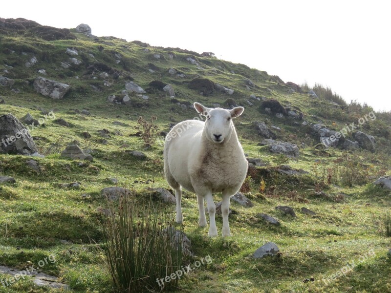 Sheep Ram Ewe Animal Mammal