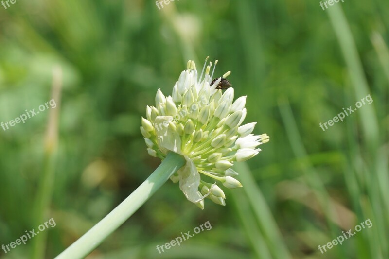 Flowering Vegetables Spring Onion Vegetable Nature Kitchen Garden Vegetables