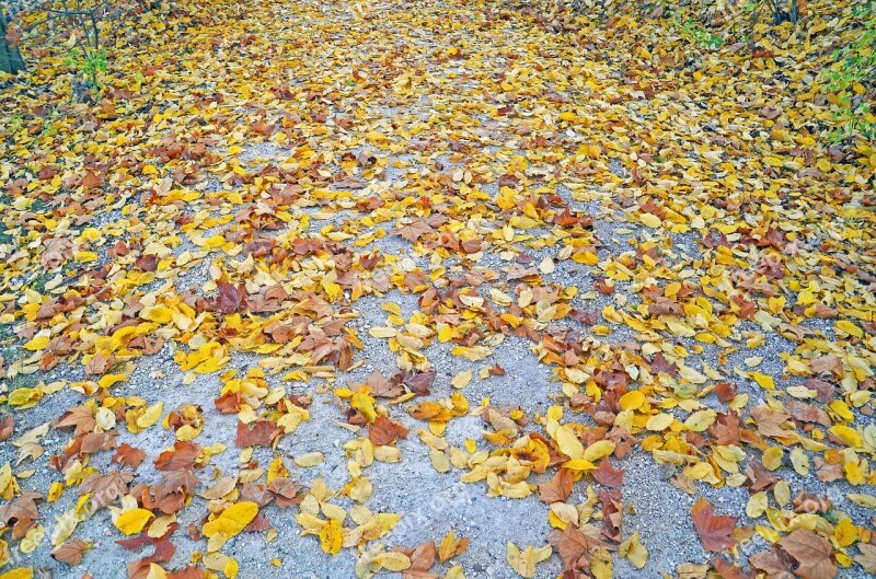 Autumn Leaves Fall Foliage Nature Golden Autumn