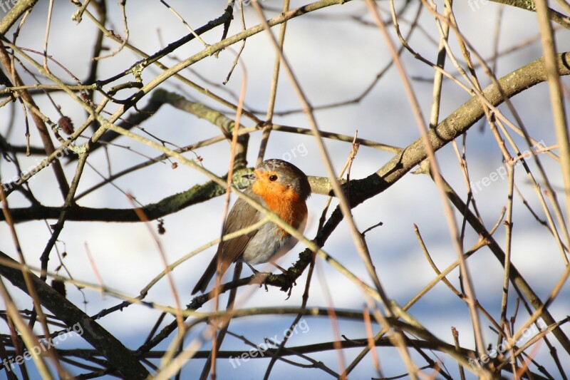 Robin Bird Winter Songbird Nature