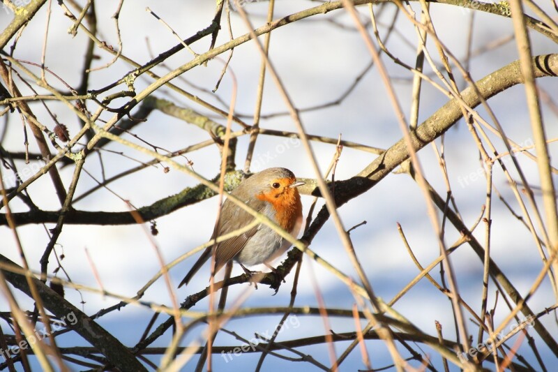 Robin Bird Winter Songbird Nature