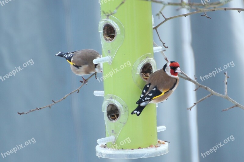 Stieglitz Goldfinch Food Column Winter Feeding Bird