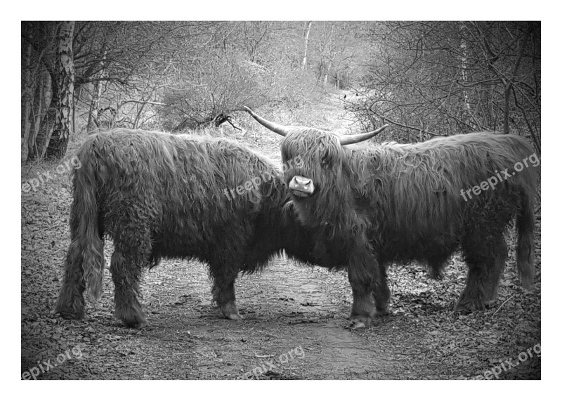 Forest Highlander Scottish Scottish Highlander Oxen