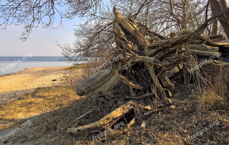 Nature Tree Root Uprooted Tree Trunk Winter Storm Forward