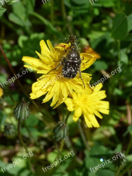 Hairy Beetle Libar Dandelion Oxythyrea Funesta Coleoptera