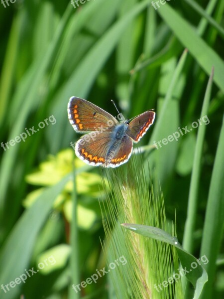 Butterfly Aricia Cramera Brunette Moreneta Southern Stem