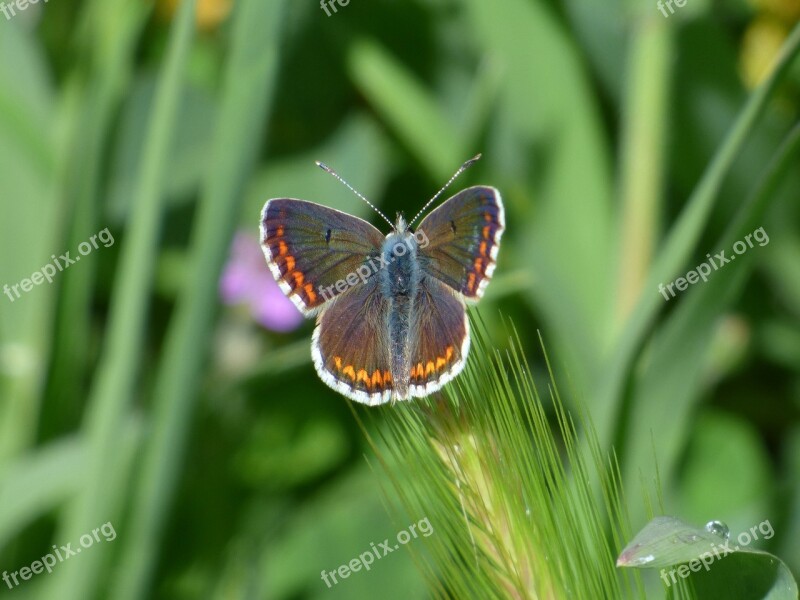 Butterfly Aricia Cramera Brunette Moreneta Southern Stem