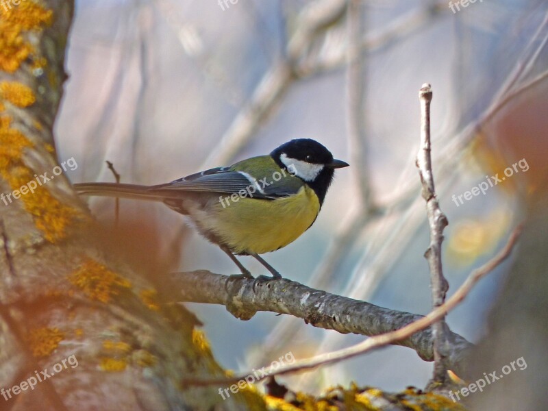 Tit Parus Major Coal Mallarenga Bird Wild Birds