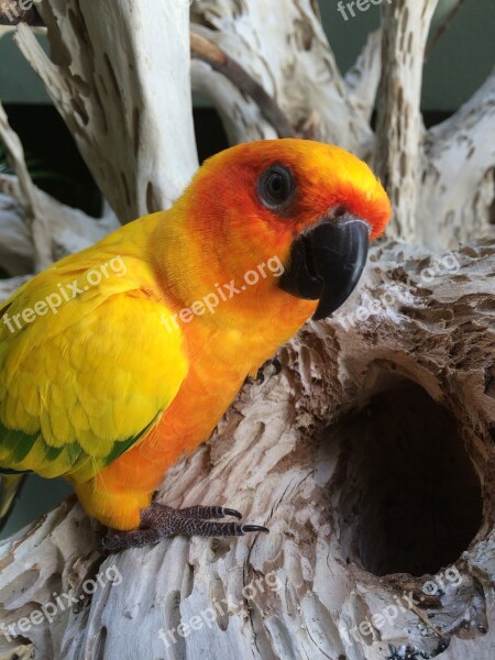 Parakeet Bird Yellow Wood Free Photos