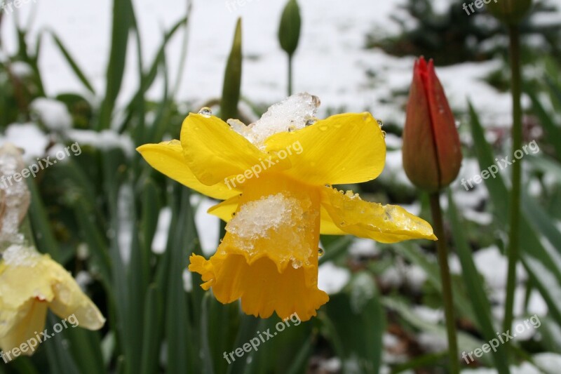 Daffodils Snow Winter Free Photos