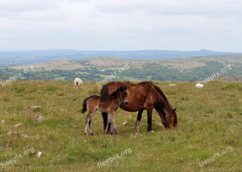 Pony Horse Animal Outdoors Wild