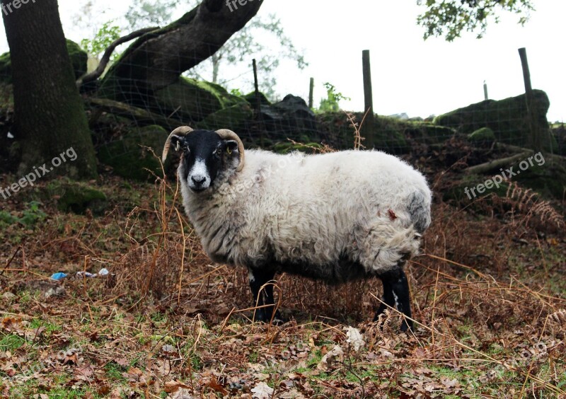 Sheep Horns Animal Nature Wildlife