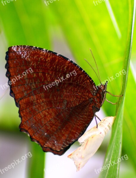 Butterfly Insect Moth Cocoon Animal