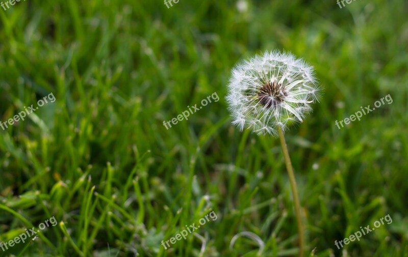 Dandelion Grass Natural Weeds Summer