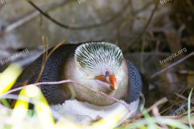 Guløjet Penguin Guløjepingvin Megadyptes Antipodes Penguin Natural