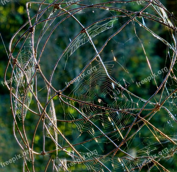 Cobweb Art Work Of Nature Garden Ball Free Photos