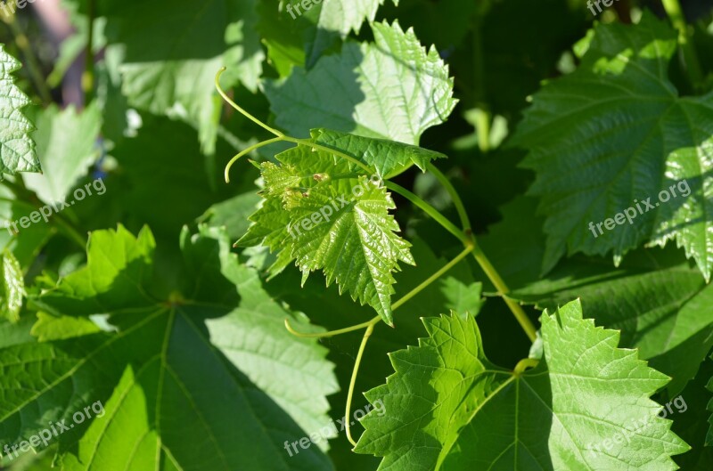 Grape Leaves Greens Sheet Background Leaves Green