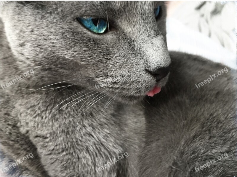 Russian Blue Cat Rest Blue Eye Vincent Macbeth