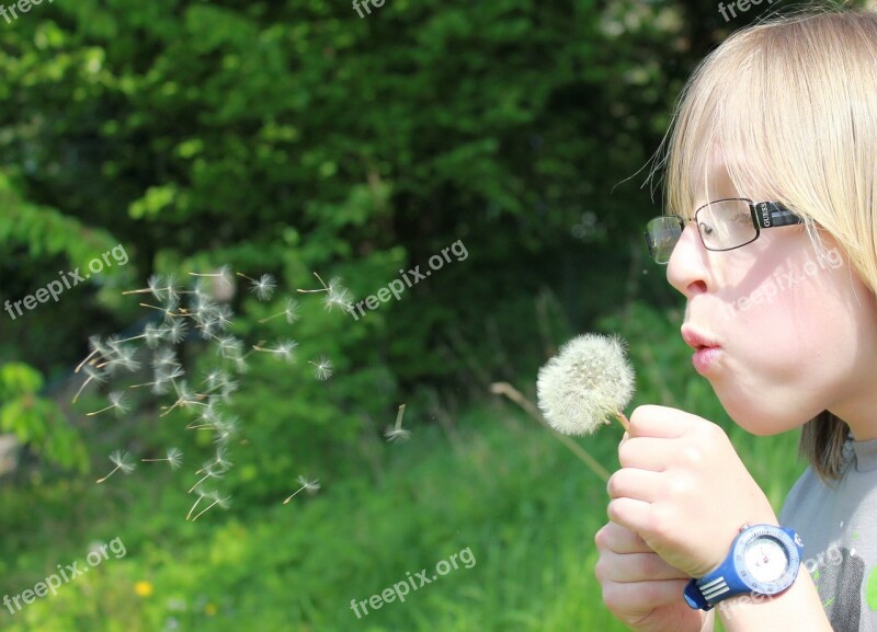 Dandelion Summer Nature Flower Spring