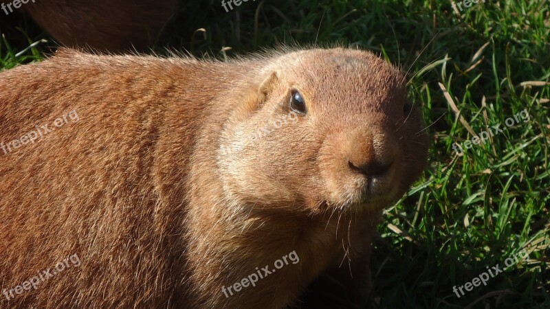 Prairie-dog Animal Mammal Rodent Wildlife