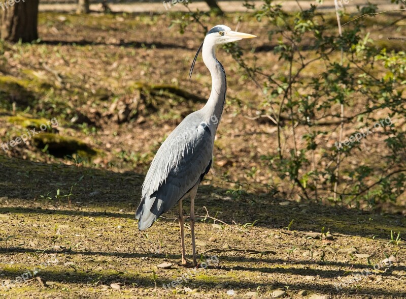 Heron Grey Heron Bird Eastern Animal