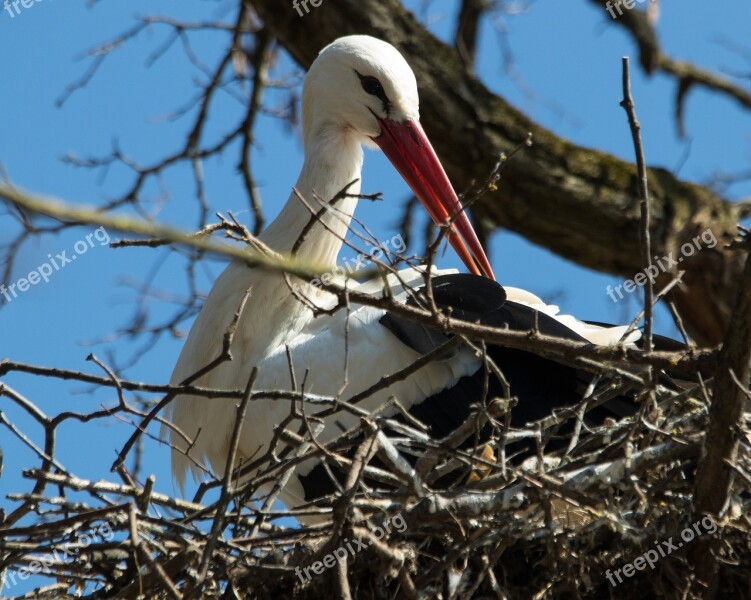 Stork White Stork Breed Storchennest Rattle Stork