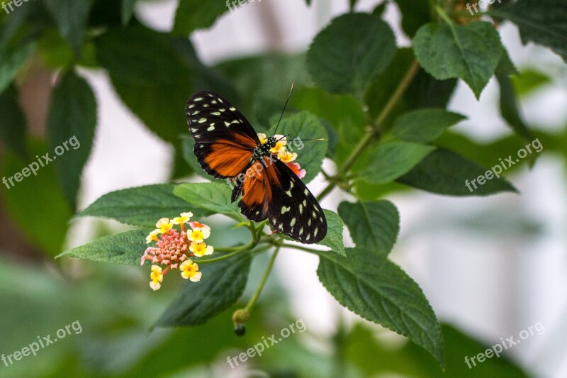 Heliconius Hecale Golden Hecale Butterfly Flight Insect Flying