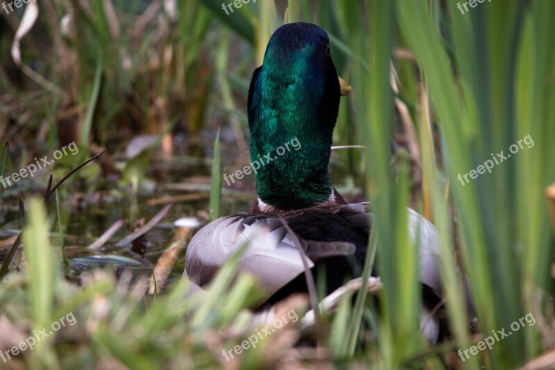 Duck Water Bird Swim Waterfowl Bird