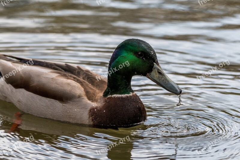 Duck Water Bird Swim Waterfowl Bird