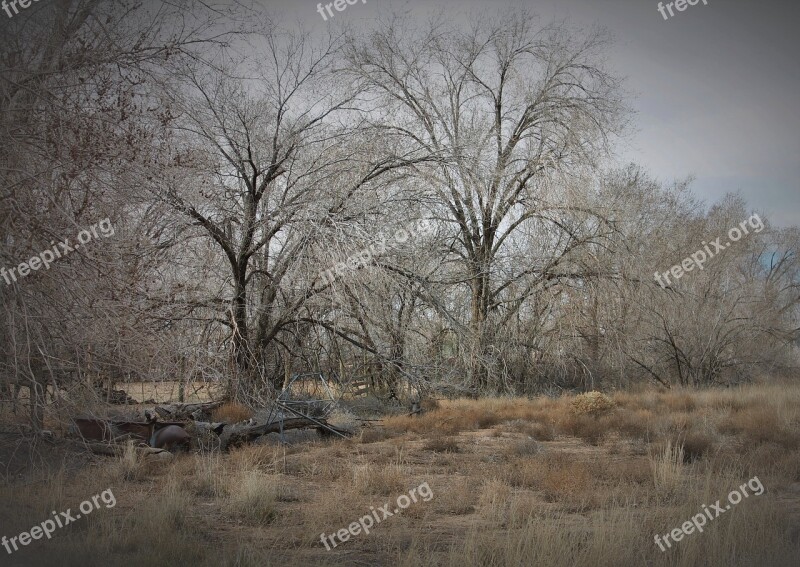 New Mexico Southwest Albuquerque Bosque Landscape