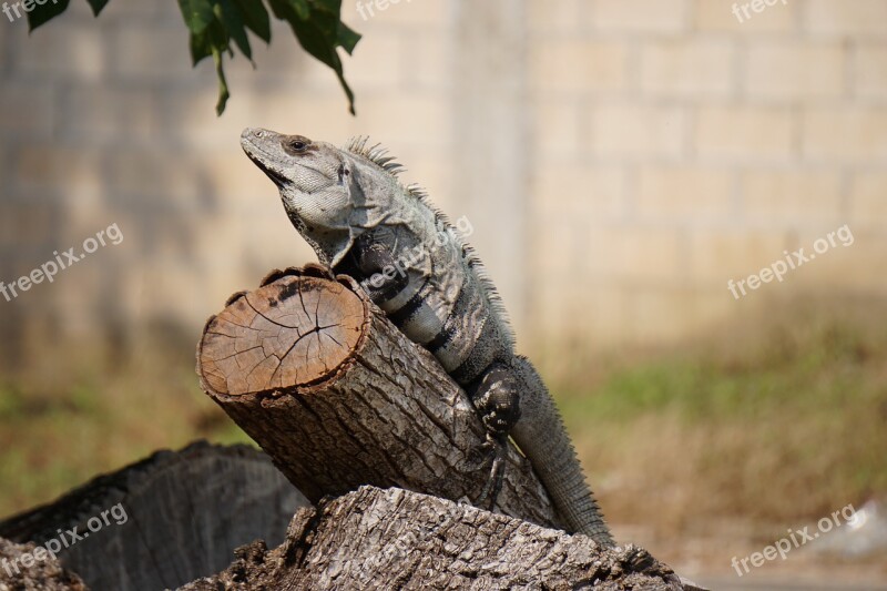 Iguana Animal Fauna Nature Reptiles