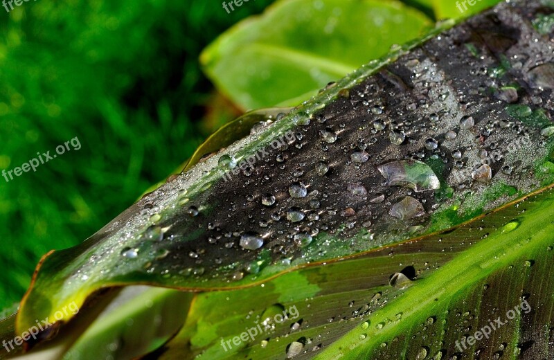 Leaf Drop Of Water Rain Leaves Dew