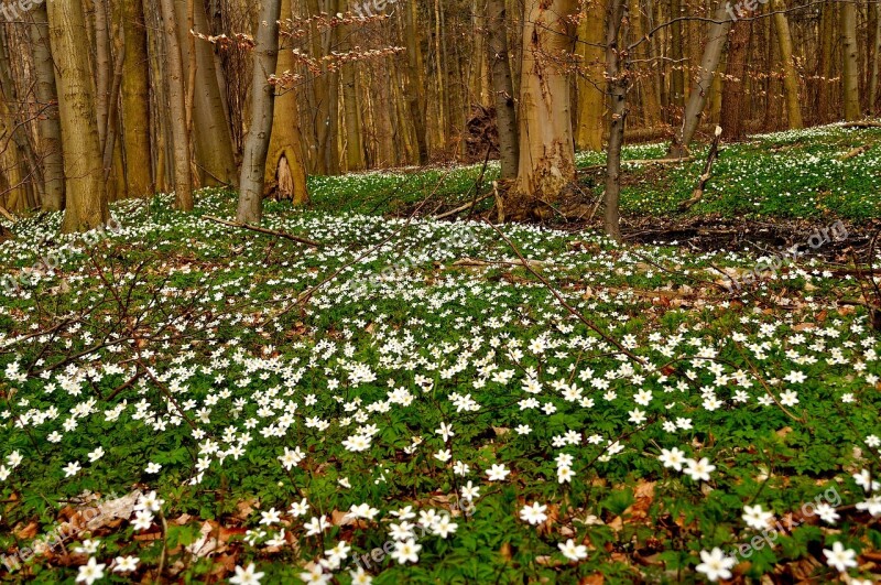 Anemones Forest Spring Nature Free Photos