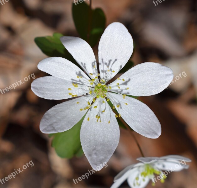 Rue Anemone Close-up Wildflower Flower Blossom