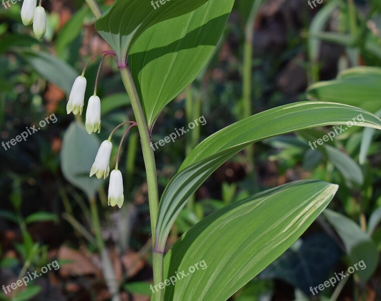 Solomon Seal Flowers Flower Blossom Bloom Wildflower