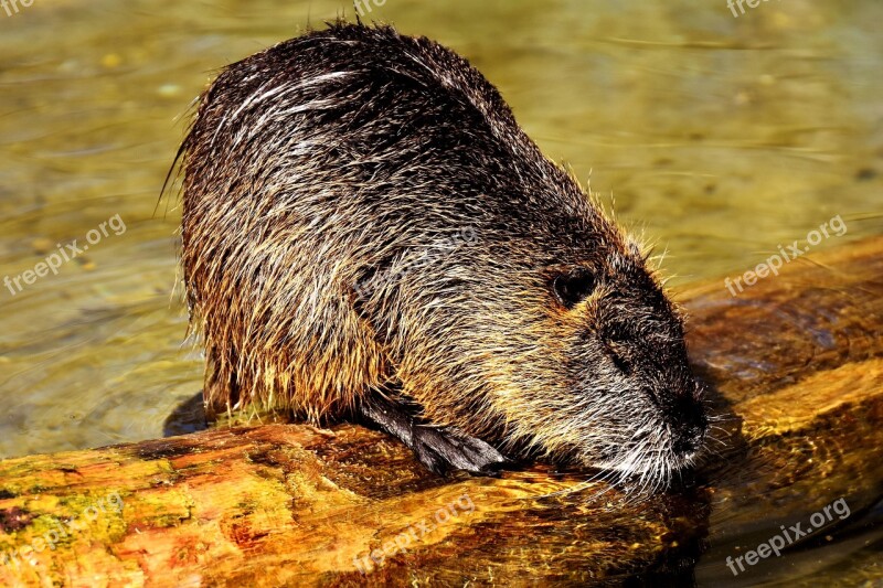 Nutria Water Rat Water Splashing Animal World