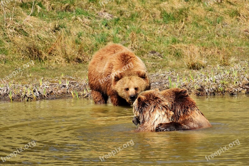 European Brown Bear Water Play Wild Animal Bear