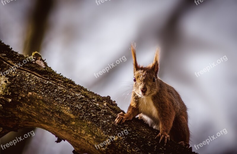 Squirrel Animal Nature Rodent Forest