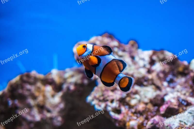 Clown Fish Anemonefish Fish Nemo Aquarium