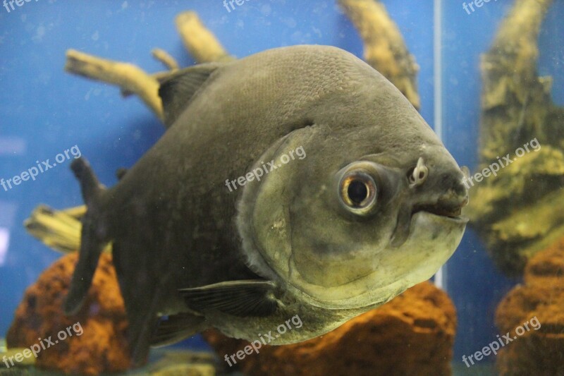 Piranha Predatory Fish Aquarium Free Photos