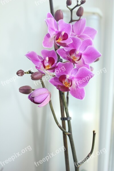 Orchid Phalaenopsis Beautiful Flower Free Photos