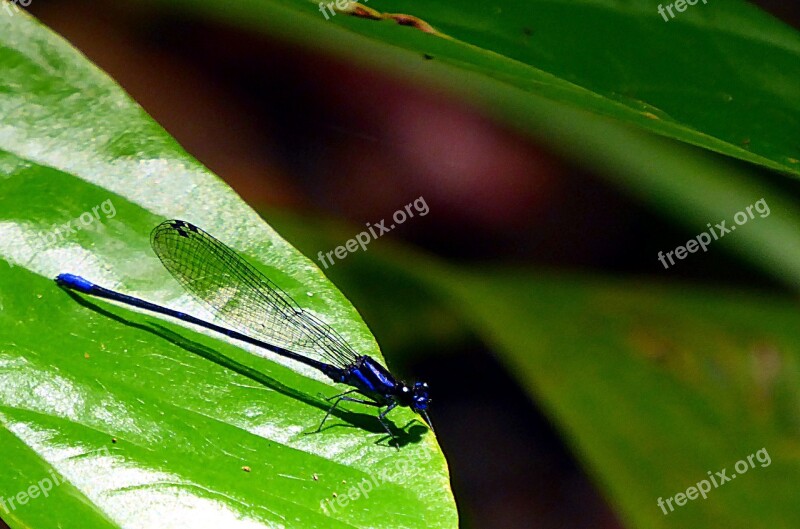 Dragonfly Insects Odonata Blue Animal